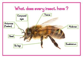 Insect characteristics by Yvonne Volker | TPT