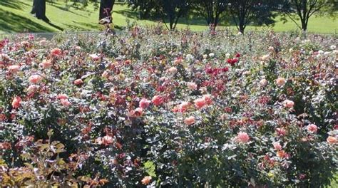 Lake Harriet Rose Garden, Minneapolis | Ticket Price | Timings ...