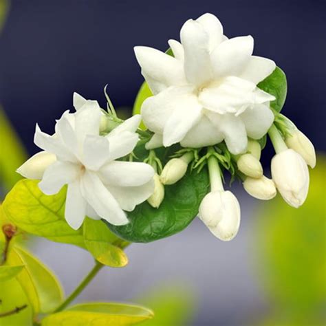 Jasmine Arabian Plant - Nestreeo.com