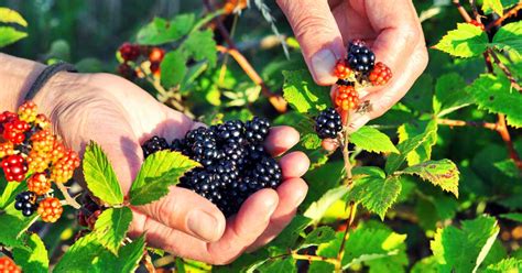 How to Harvest Wild Berries: Foraging for Beginners