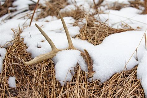 Shed Hunting 101: Learn How To Find Deer Sheds | October Mountain Products