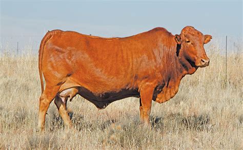 Environmental benefits of Afrikaner cow productivity