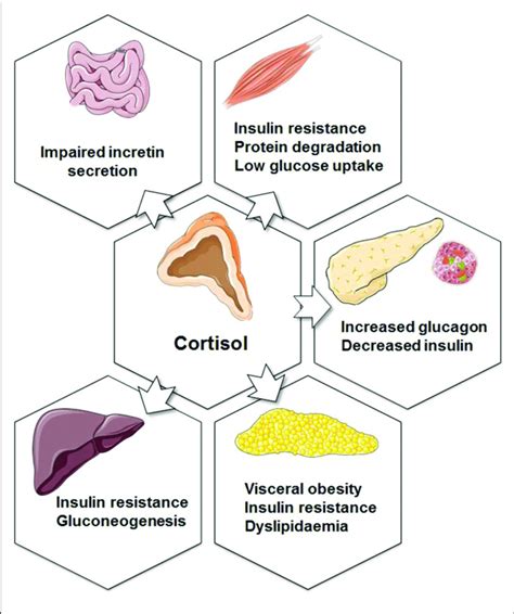 Cortisol Function