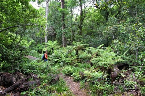 Knysna Forest Tour und Historic Tour