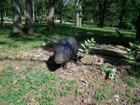 Sweet Pig Farm: Mini Pig Pet Care