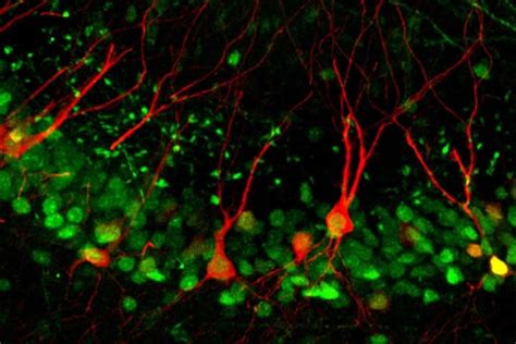 The Molecular Mechanisms Behind Memory Formation - Neuroscience News