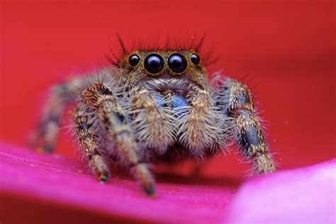 Phidippus audax juvenile : r/MacroPorn