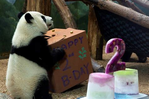 Giant Panda Twins Celebrate 2nd Birthday at Zoo Atlana