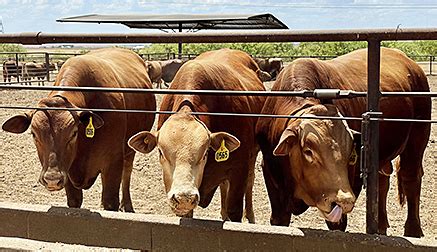 History of the Beefmaster Breed | Isa Beefmasters