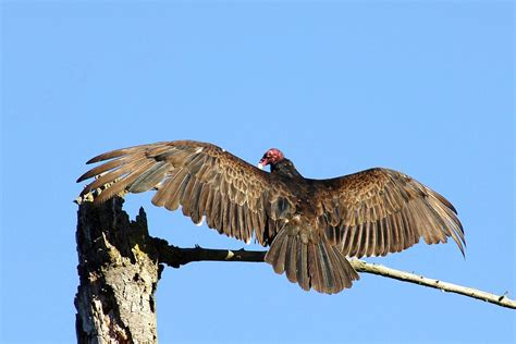 ~Turkey Vulture~Absent | The annual return of the turkey vul… | Flickr