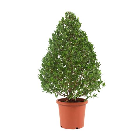 Conocarpus (cypress) – Plant and Pot Co.