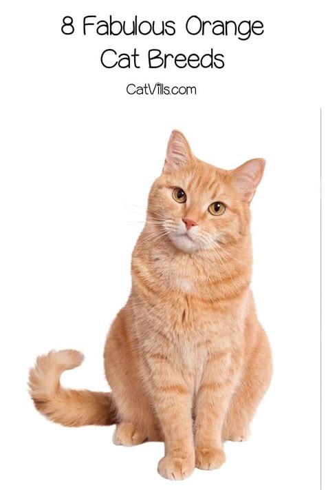 8 Fabulous Orange Cat Breeds You'll Fall Madly In Love With