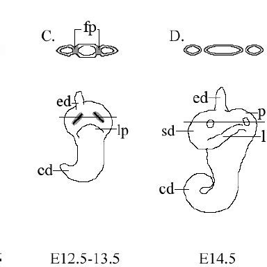 Schematic drawings of the developing mouse inner ear. The four-step ...