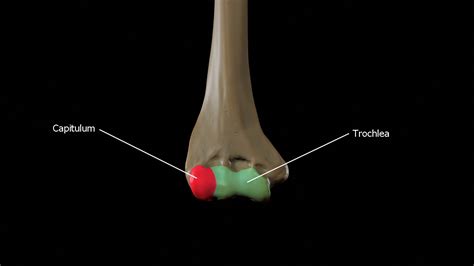 Humerus 3d Anatomy | Doc Jana