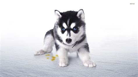 Husky Puppy Wallpapers - Wallpaper Cave