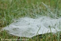 Spiders and their Webs