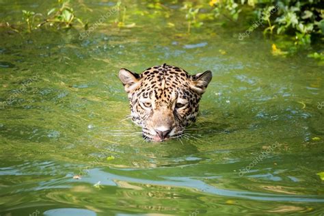 Orange jaguar swimming — Stock Photo © atthapols #105282192