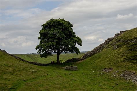 16 year old arrested after cutting down 300+ year old tree. | O-T Lounge