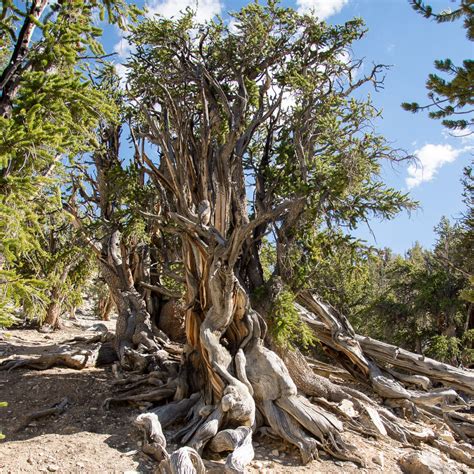 Ancient Bristlecone Pine Forest - Bonsai Tonight