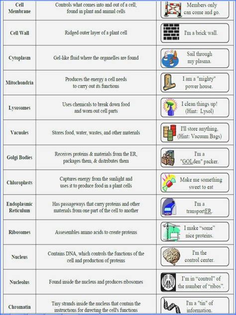 Cells and Organelles Worksheet