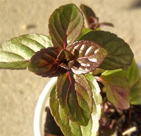 Chocolate Mint Plant - 2 small starter Plants - Heirloom 100% Organic NON-GMO