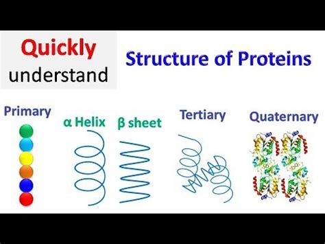 Fajarv: Protein Structure Primary