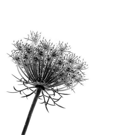 Black and White Queen Anne's Lace -Minimalist Nature Fine Art ...