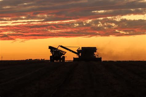 Corn Harvest Wallpaper