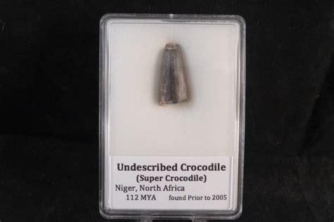 Crocodile fossils for sale