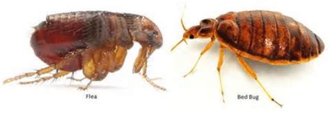 How to Tell Between Fleas and Bed Bugs: Detection, Prevention, and ...