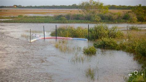 Distribution, Abundance, and Habitat Use of the American Eel | University of Houston-Clear Lake