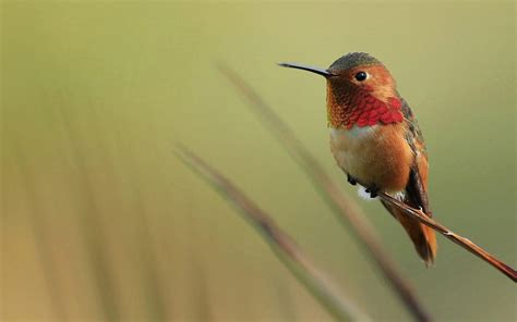 Hummingbird Wallpapers - Top Free Hummingbird Backgrounds - WallpaperAccess