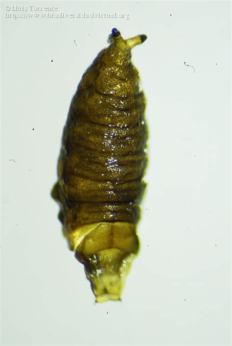 ¿Larva de Psychodidae? - 1763 - Biodiversidad Virtual / Mundo Microscópico