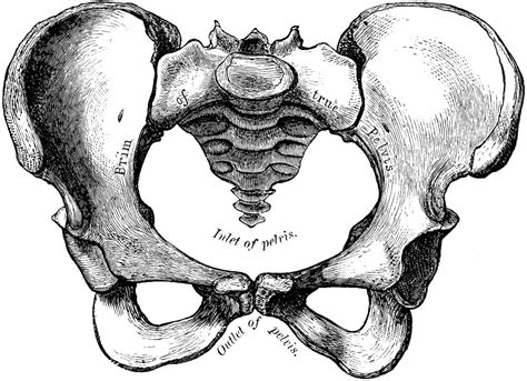 Female Pelvis | ClipArt ETC