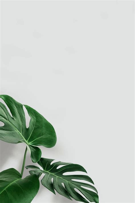 Download premium vector of Green monstera leaves with copy space vector ...