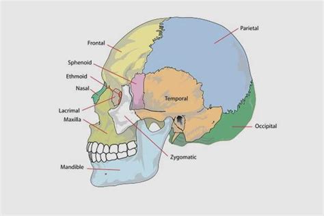 Headache Locations Chart - What Headaches in Different Areas Mean