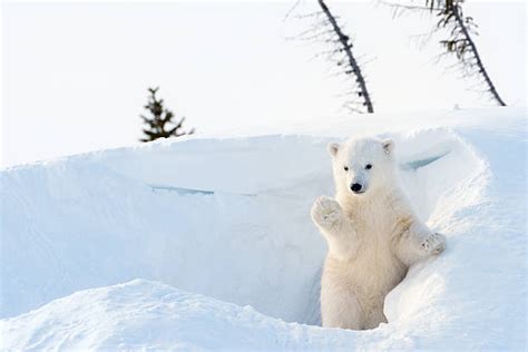 2,700+ Polar Bear Cub Stock Photos, Pictures & Royalty-Free Images - iStock