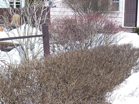 Talking to Plants: Pruning the Overgrown: Dappled Willow