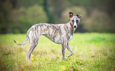 Whippet Dog Breed History Characteristics And Health Facts