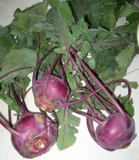 Vegetable of the Day: Kohlrabi | Vegetables, Kohlrabi, Root veggies