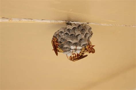 Wasp Nest - Animals Around The Globe