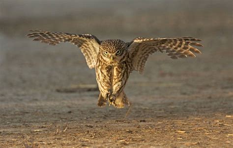 Little owl hunting Little Owl, Owls, Hunter, Night, Nature, Animals ...