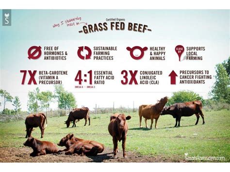 Benefits of Grass Fed Cattle