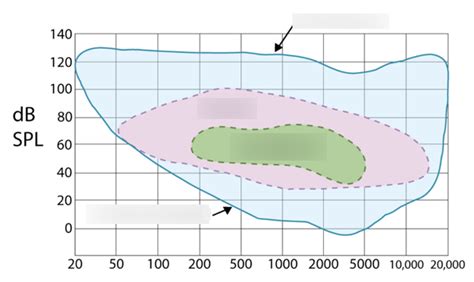 Physiology of Hearing Diagram | Quizlet