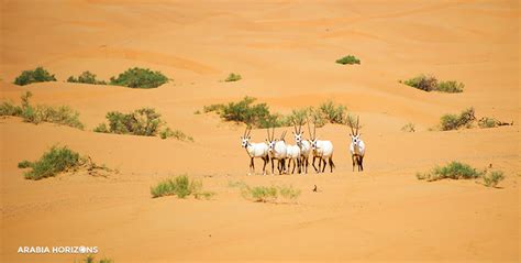 Platinum Conservation Drive in Al Maha Dubai | Arabia Horizons