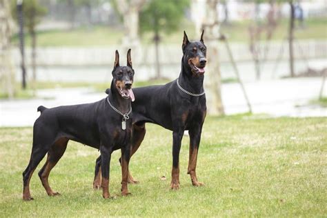 Doberman vs German Shepherd: Which is the Better Guard Dog? - IMP WORLD