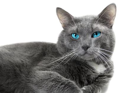 Gato Gris Con Los Ojos Azules Hermosos Un Fondo Blanco Aislado Imagen de archivo Imagen de