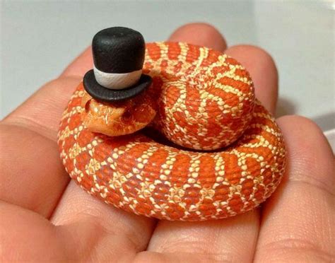 Animal & Sea life.. | Snakes with hats, Baby snakes, Pet snake