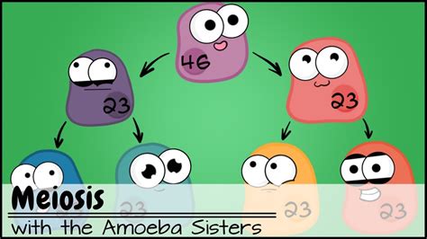 Meiosis Comic