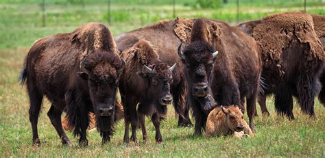 Kentucky Bison Farm near Louisville - Oldham County KY Tourism